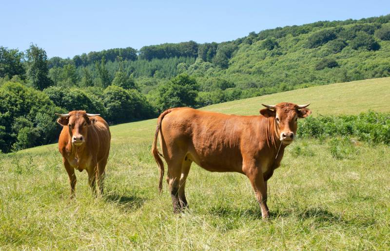 portrait of Aubrac cattle in a field in Aveyron