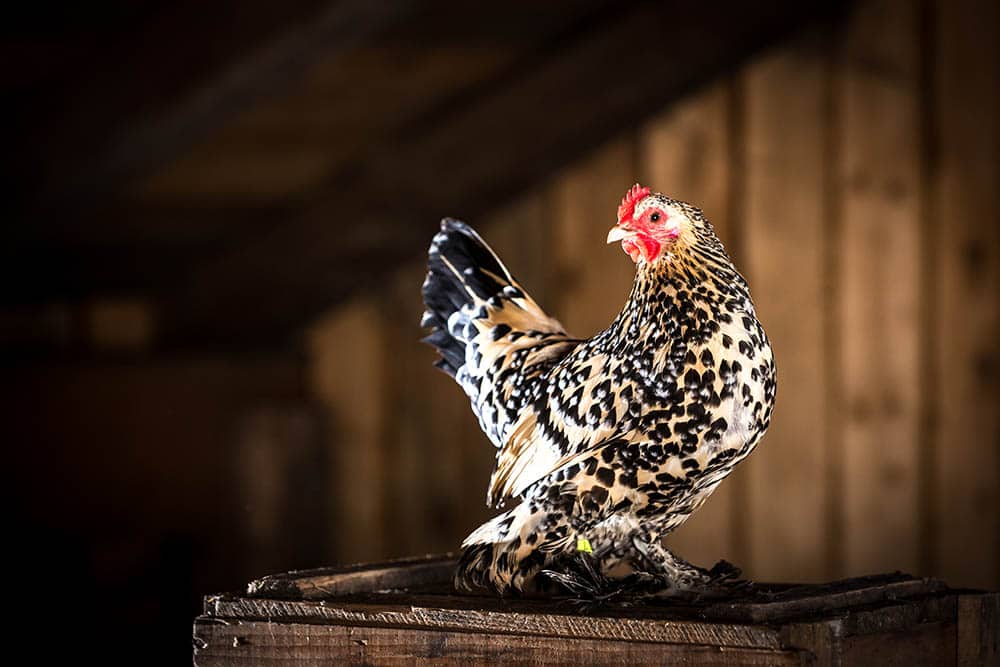 Portrait of a booted bantam chicken