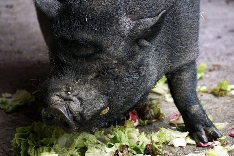 pot bellied pig eating lettuce