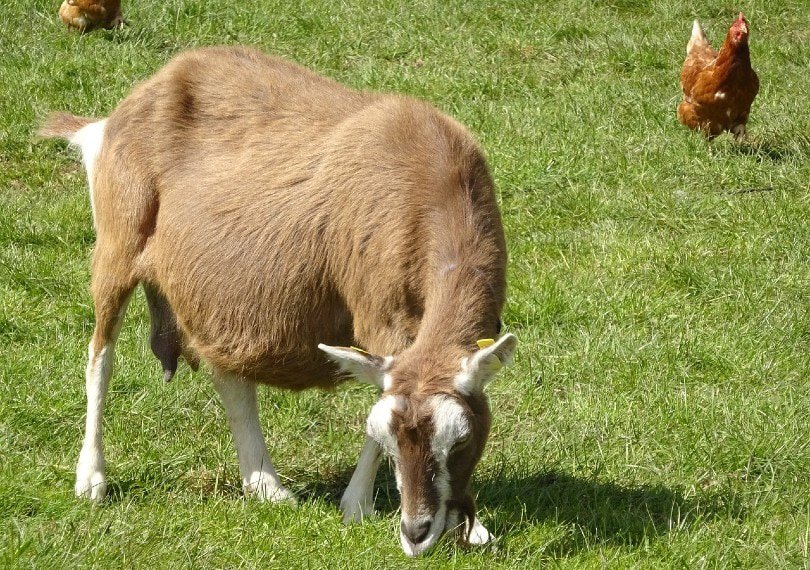 pregnant goat at the farm