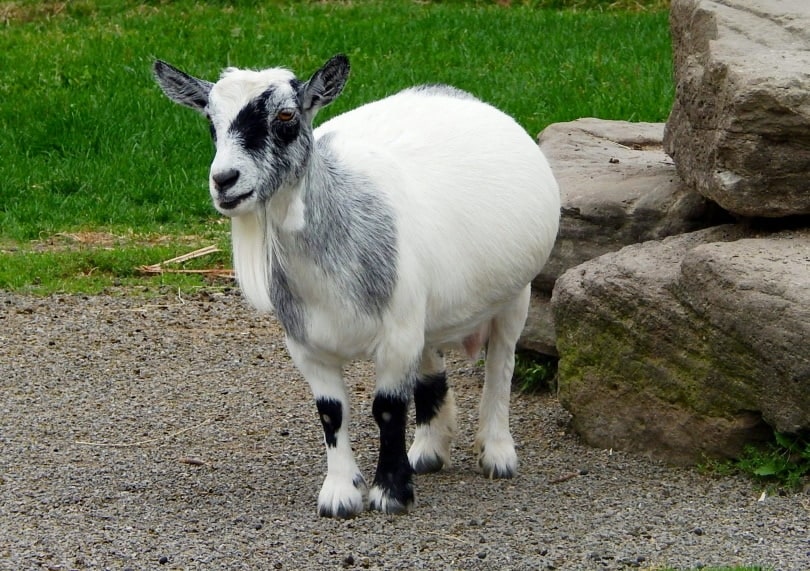 pregnant pygmy goat