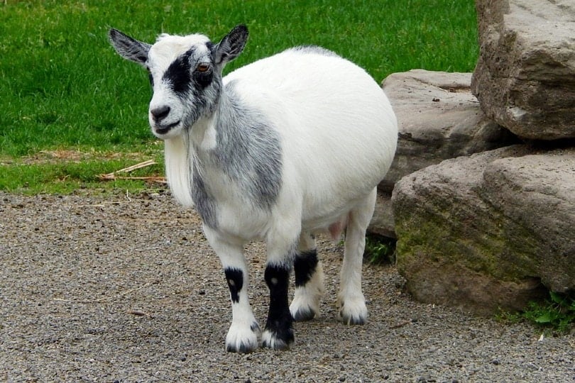 pregnant pygmy goat