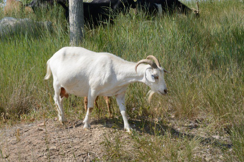 pregnant white kiko goat