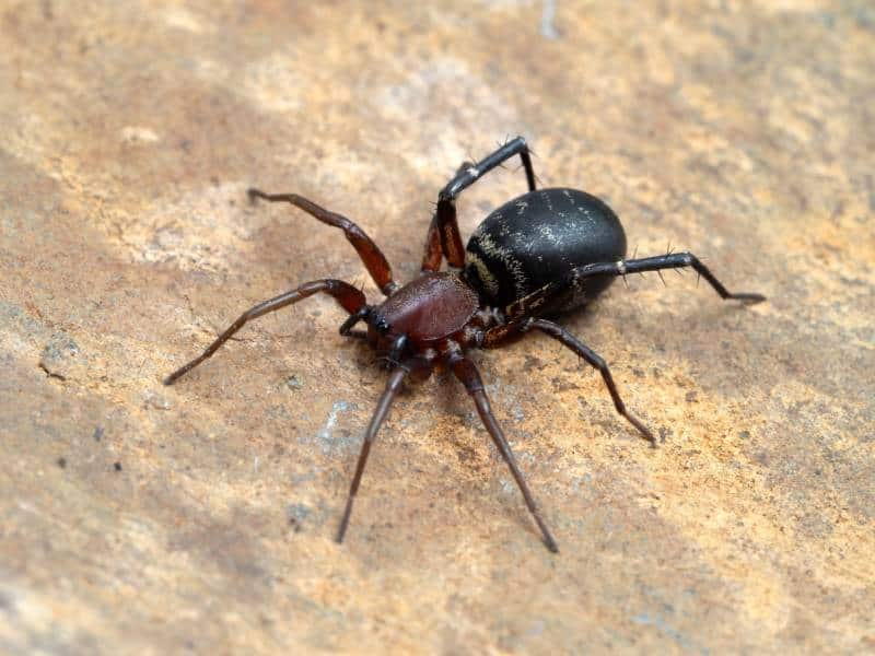 pretty female long-palped ant-mimic sac spider
