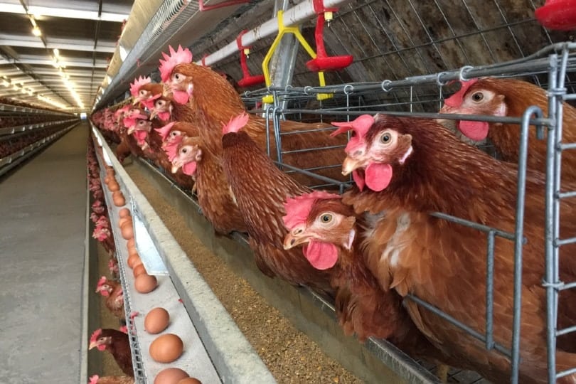 production line of chicken eggs of a poultry farm