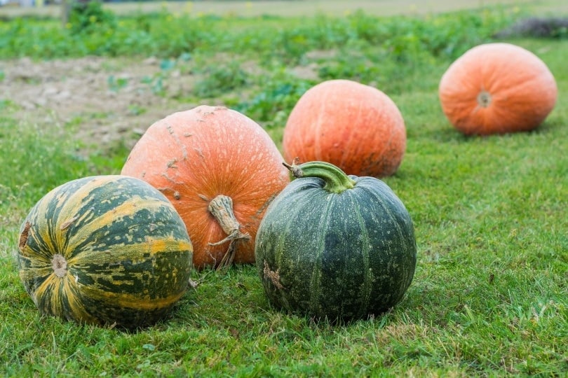 pumpkins_utroja0_Pixabay