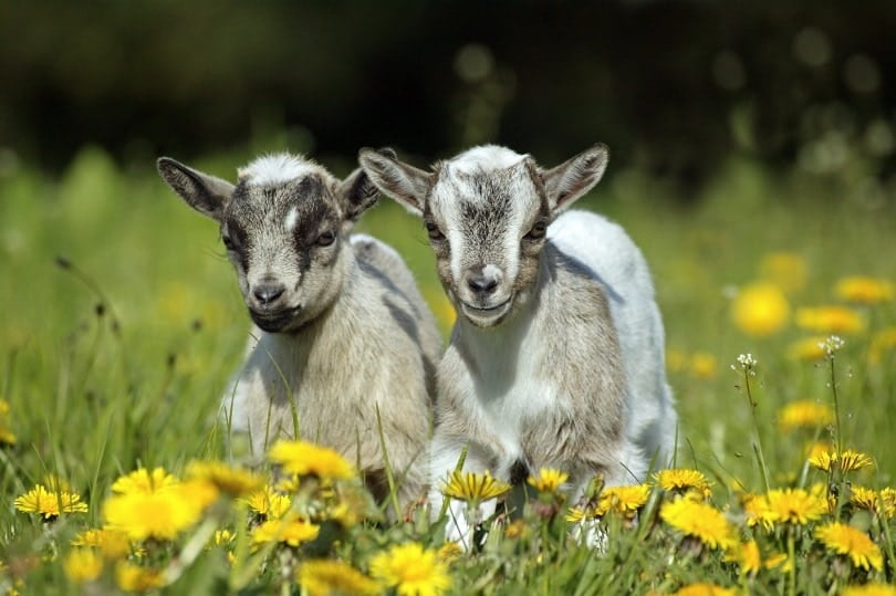 pygmy goat_slowmotiongli_Shutterstock