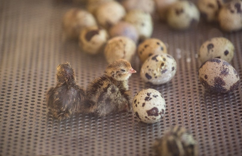 quail chicks and eggs in an incubator