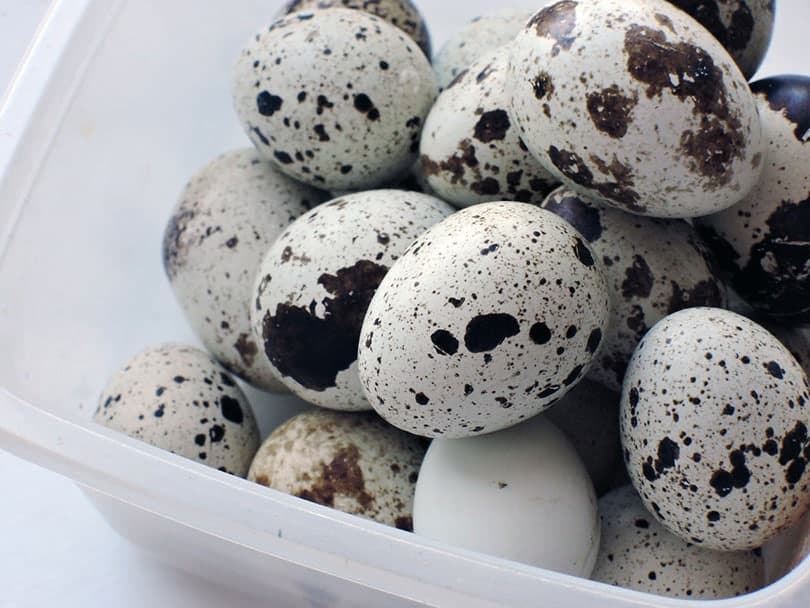 quail eggs in a clear plastic container