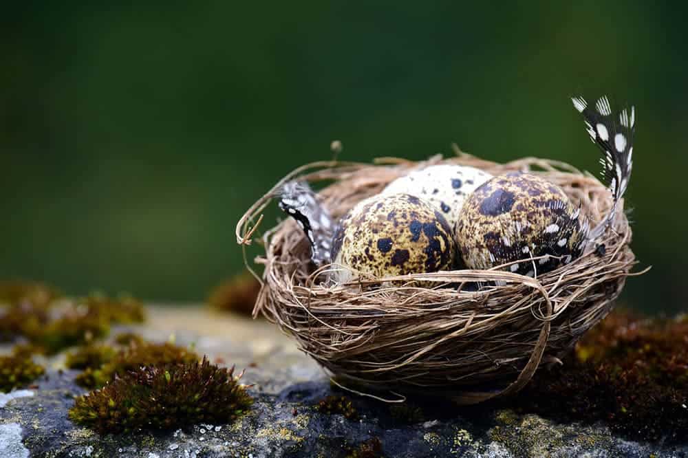 quail eggs on the nest