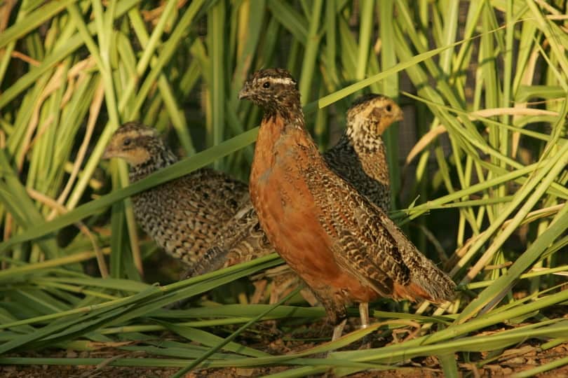 quails in grass