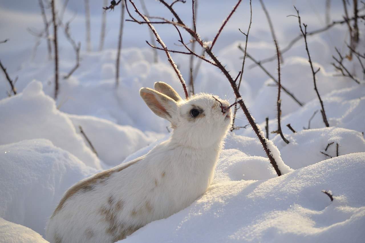 wild rabbit in snow