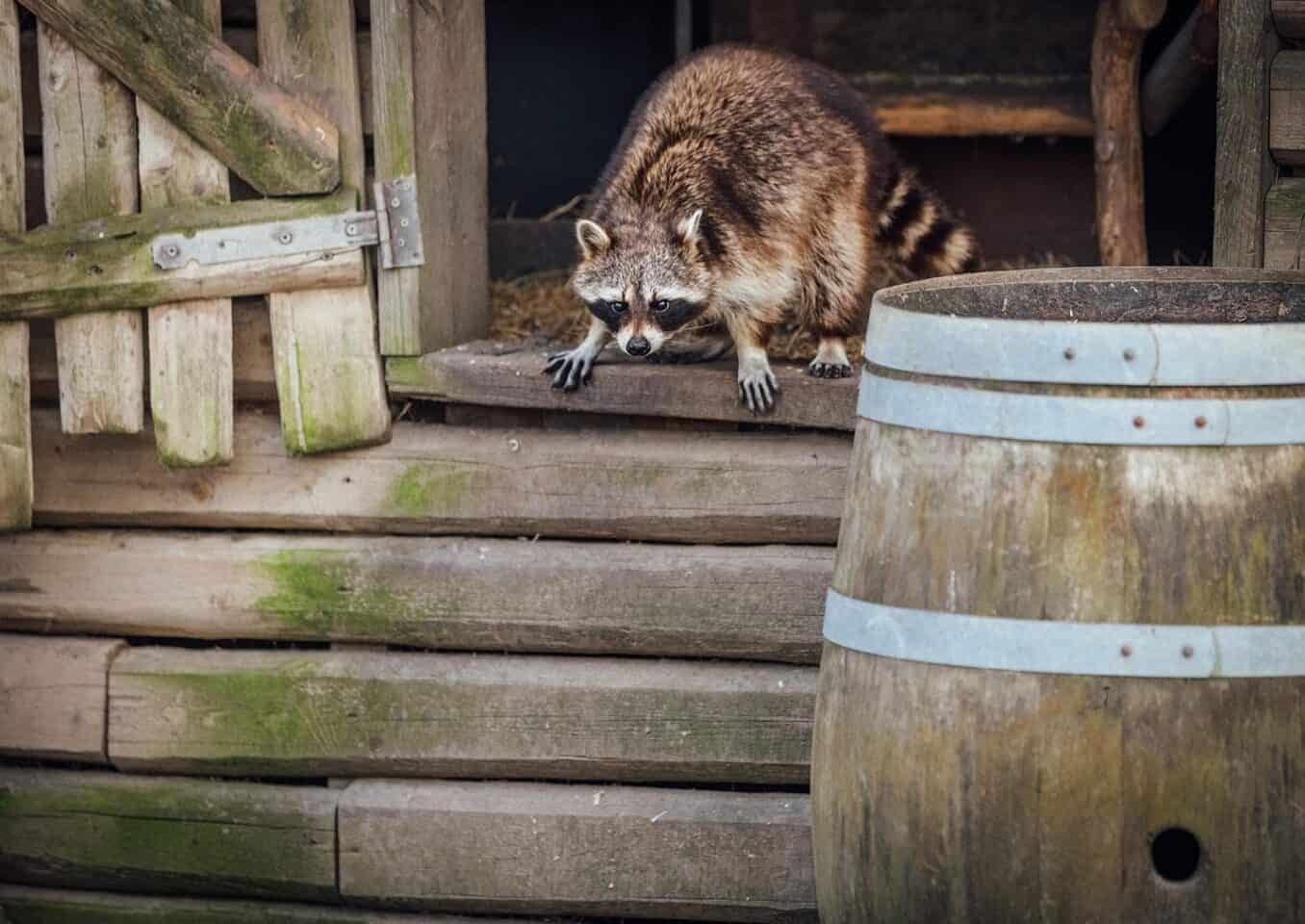 raccoon breaking in to chicken coop