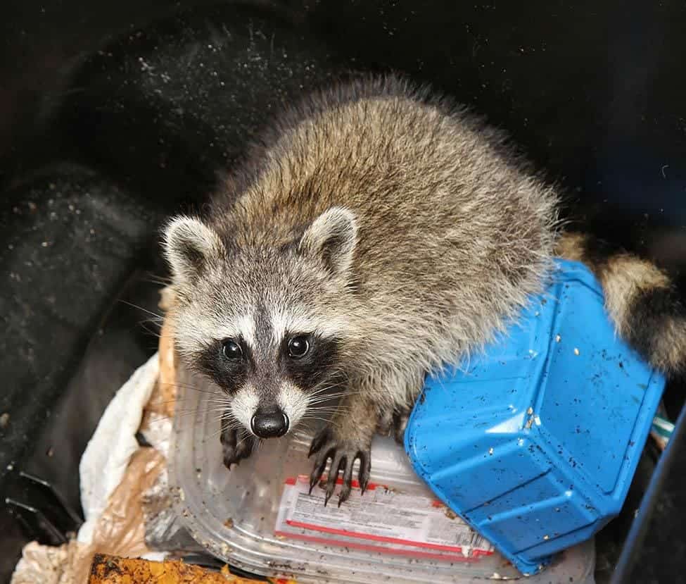 racoon in the garbage