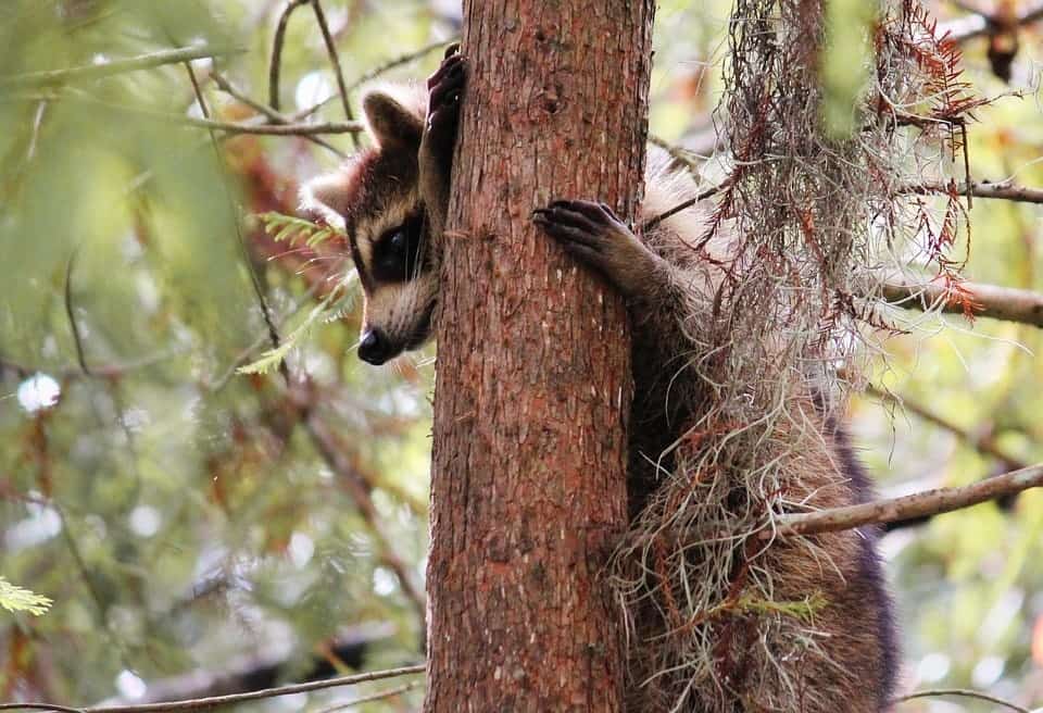 racoon in the tree