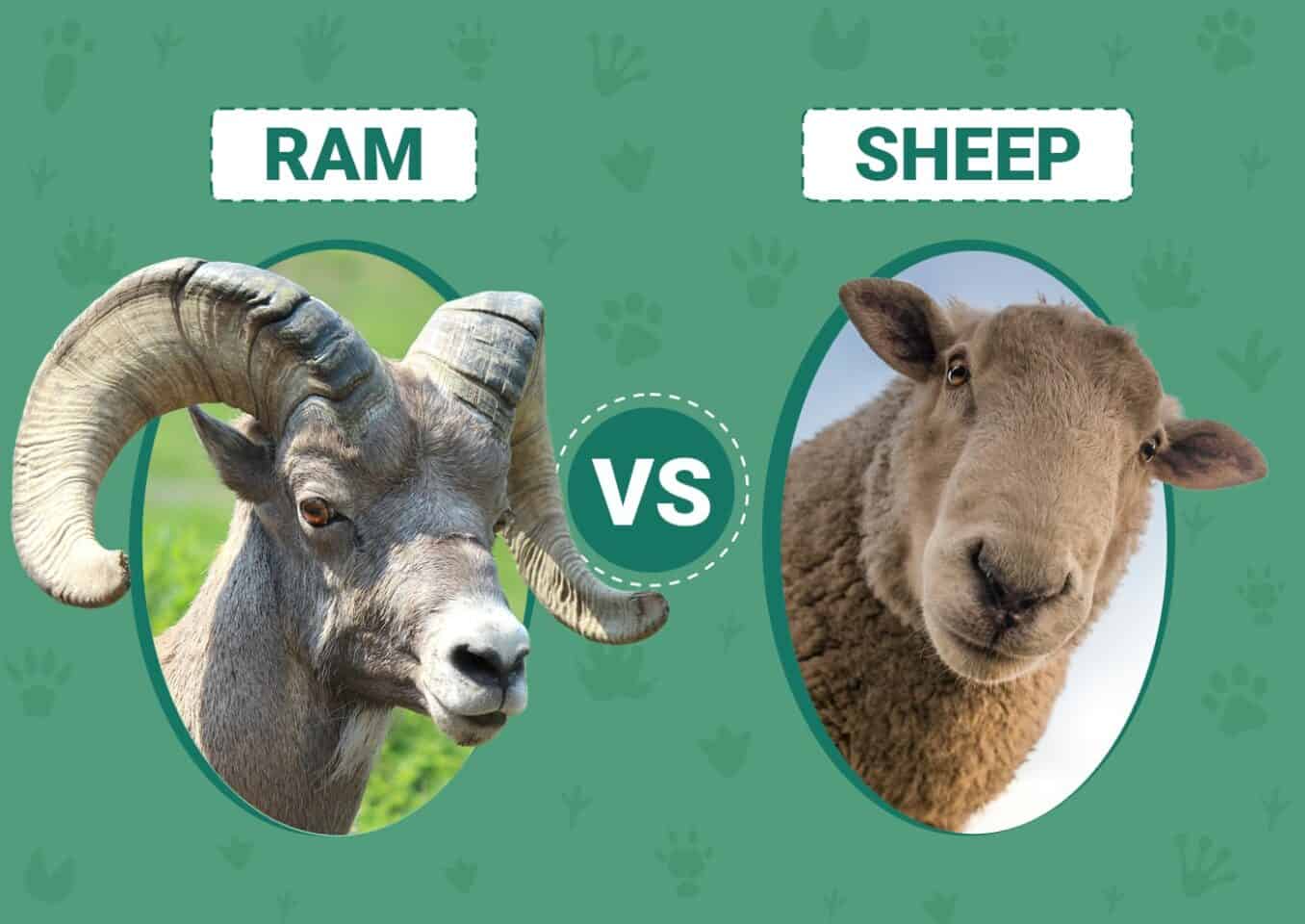 ram-vs-sheep