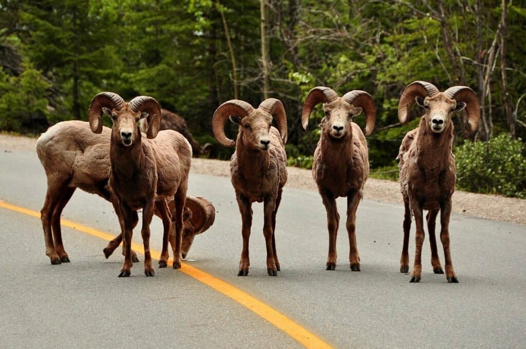 rams in the road