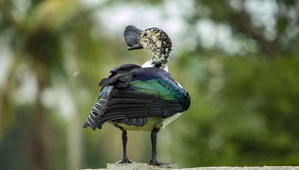 rear view of Comb Duck