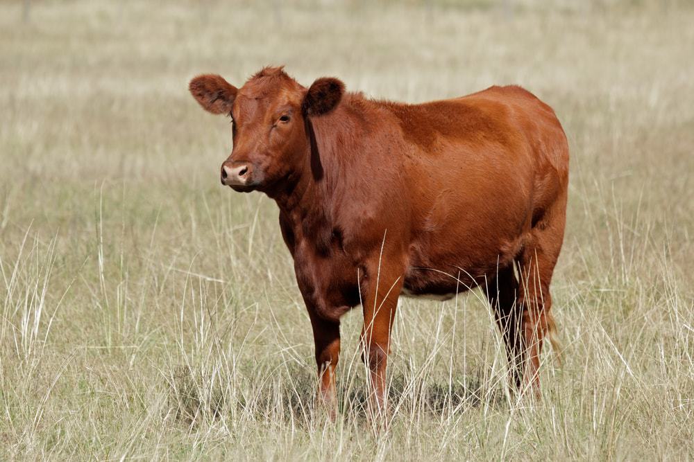 red angus cow in the field