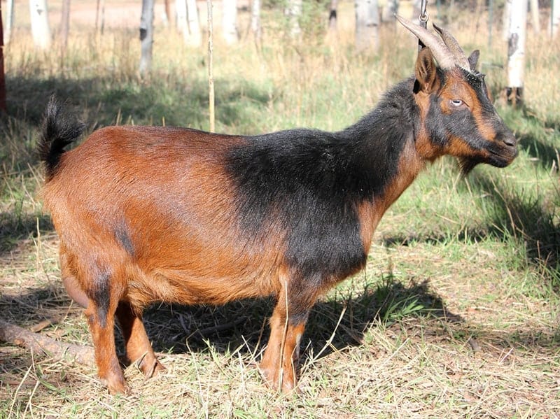 red buckskin goat in meadow