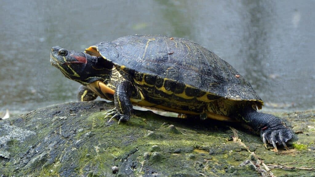 red-eared slider side view