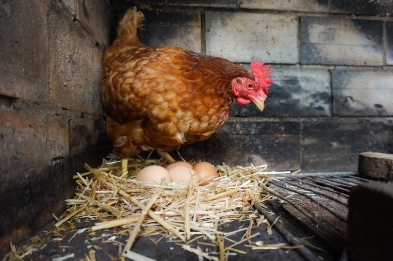 red hen laying eggs