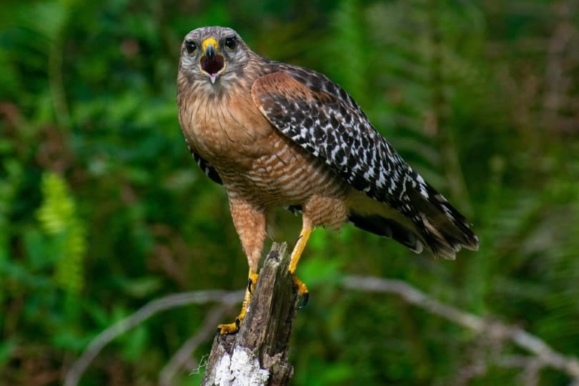 red-shouldered hawk screeching