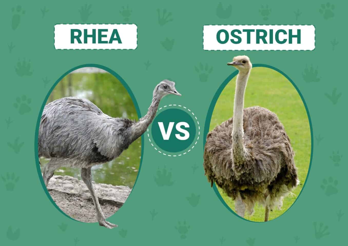 Rhea vs Ostrich
