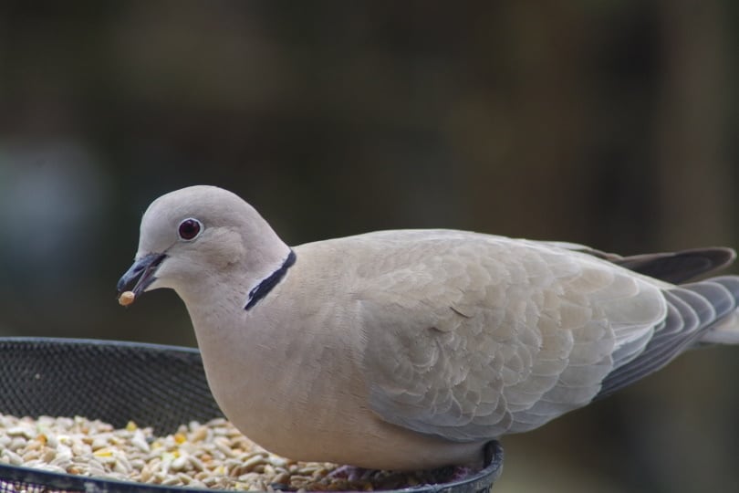 ring neck dove eating