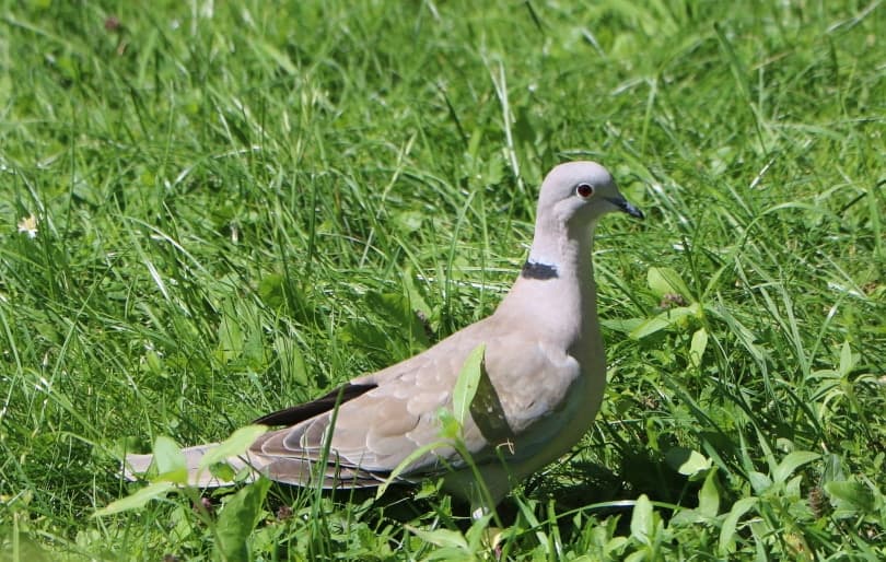 ring neck dove on grass