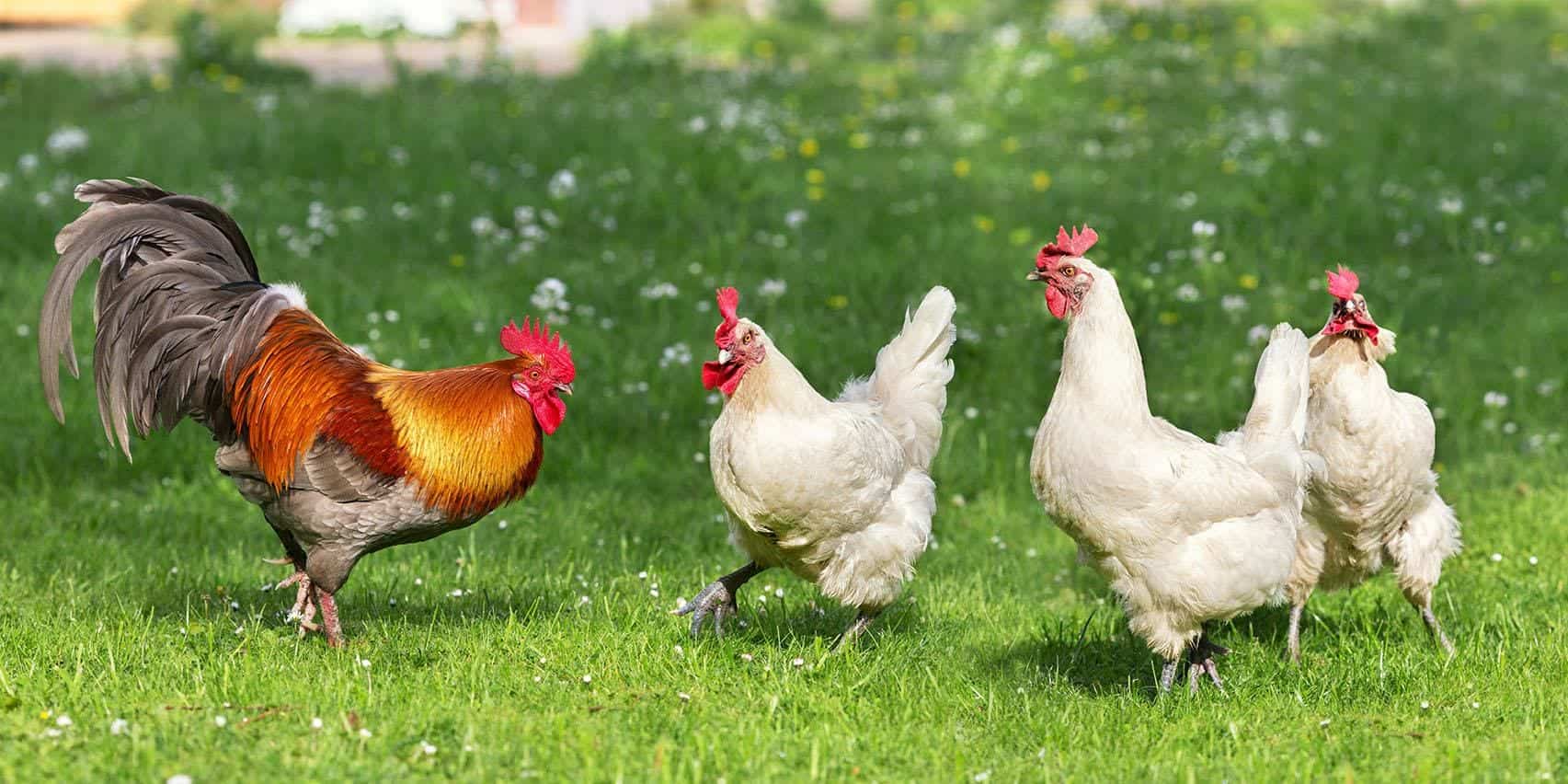 How Does a Rooster Fertilize an Egg? Vet-Approved Reproductive ...