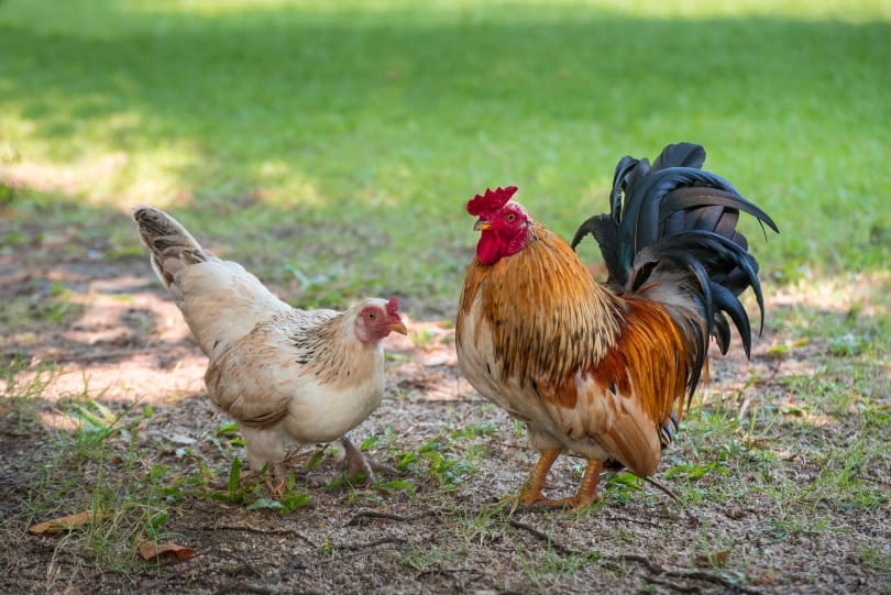 rooster and hen in garden