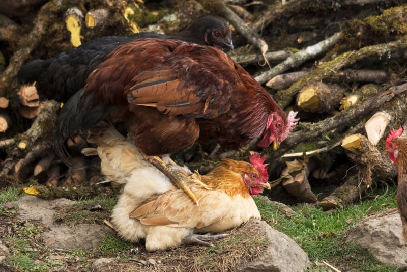 rooster and hen mating in a poultry farm