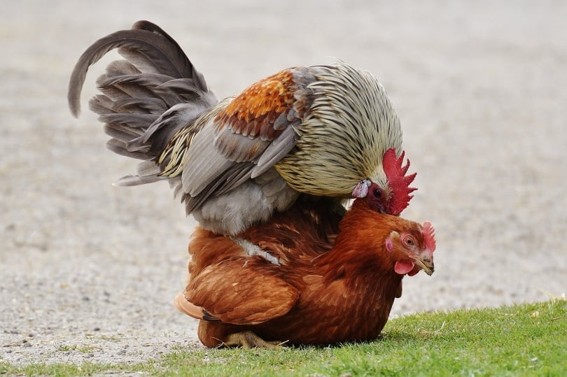 rooster and hen mating