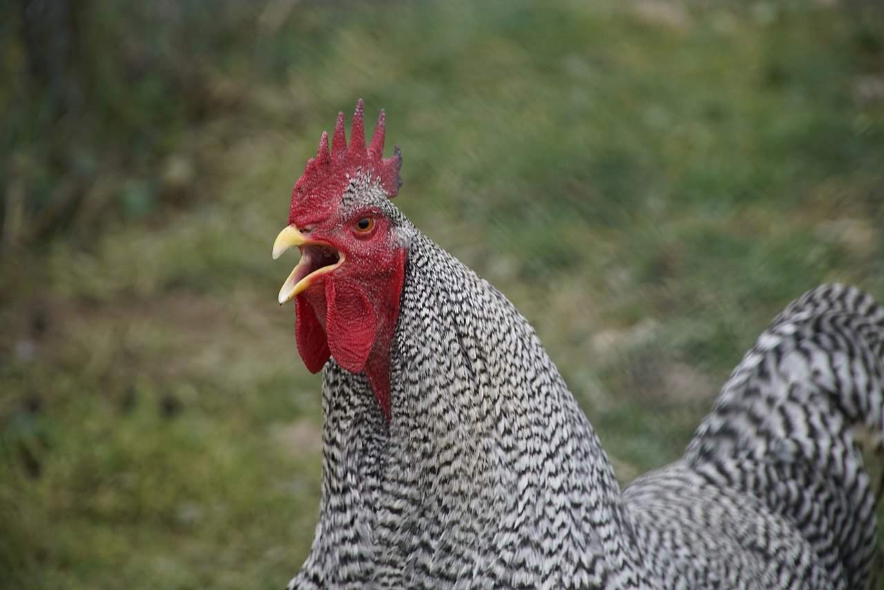 rooster crowing close up