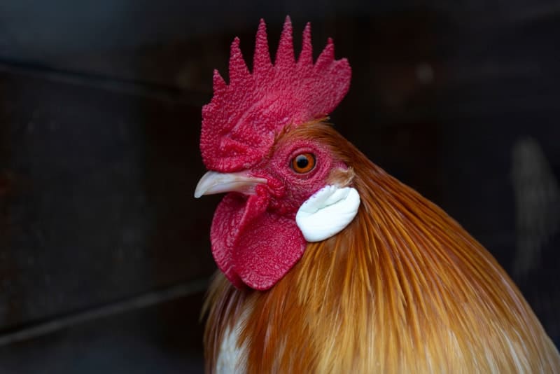 rooster with a large red comb, red wattles and bright white ear lobes, and pale beak