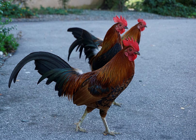 roosters walking outdoor