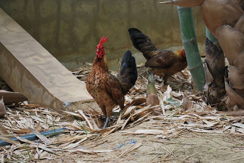 rosecomb brown bantam chickens in bamboo woods