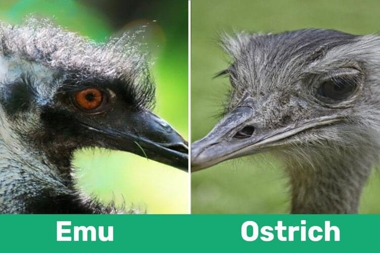 Emu vs Ostrich side by side