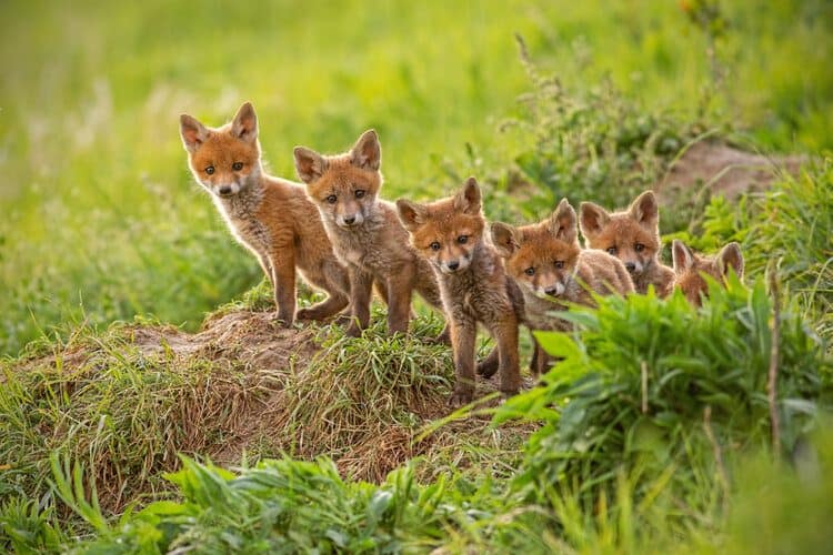 pack of baby foxes