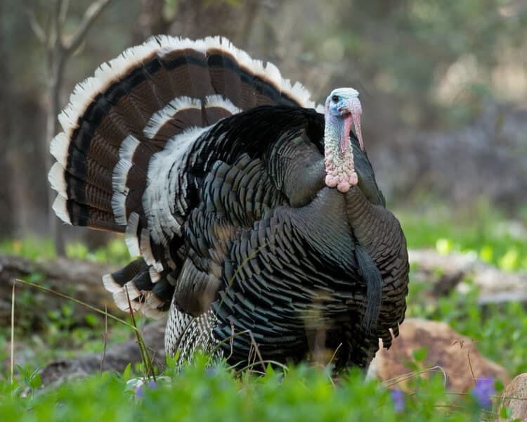 Gould's Wild Turkey Male Turkey