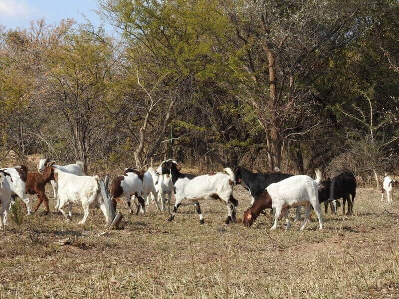 Rangeland goat, Boer goat