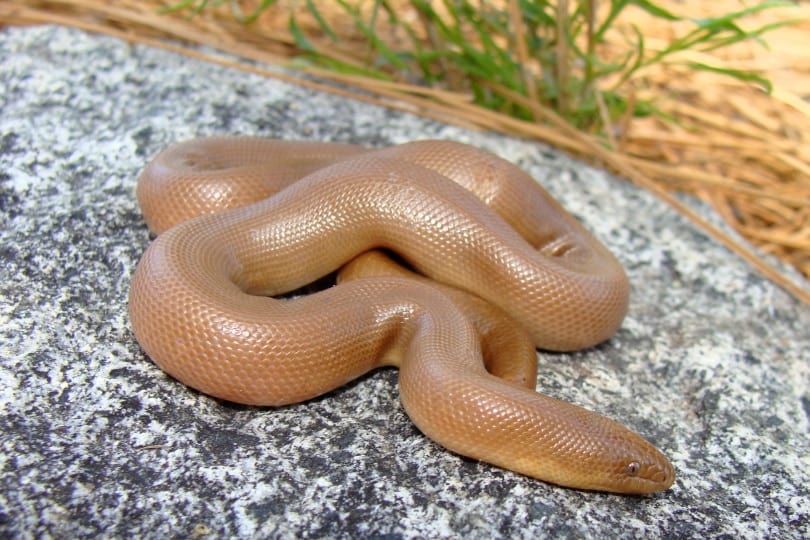 rubber boa snake