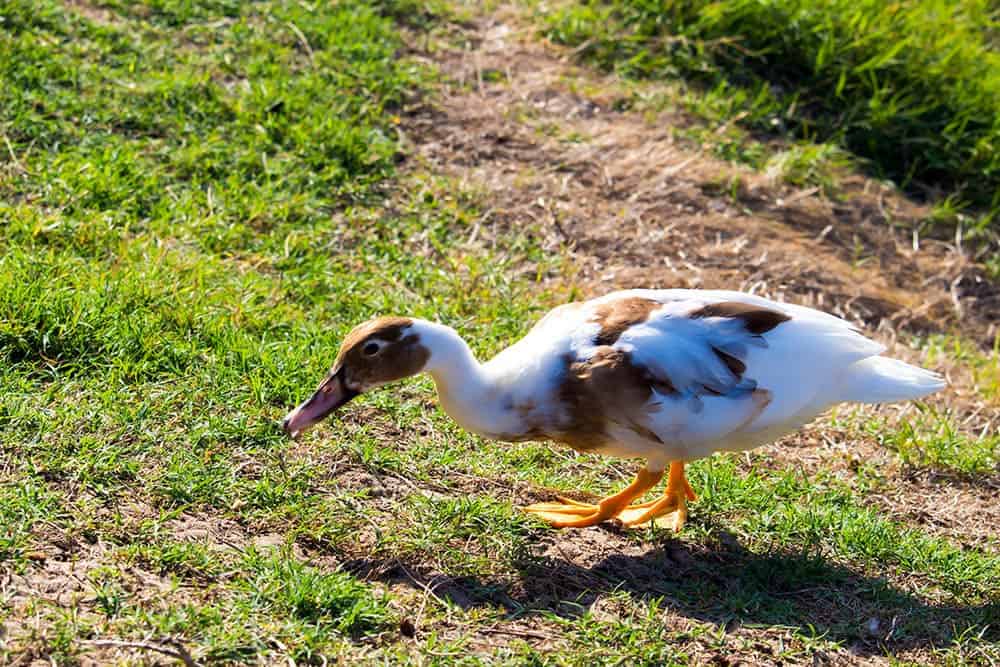 Saxony Duck on the backyard