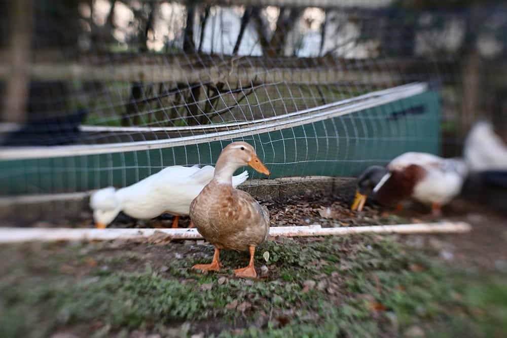 Saxony ducks in the garden