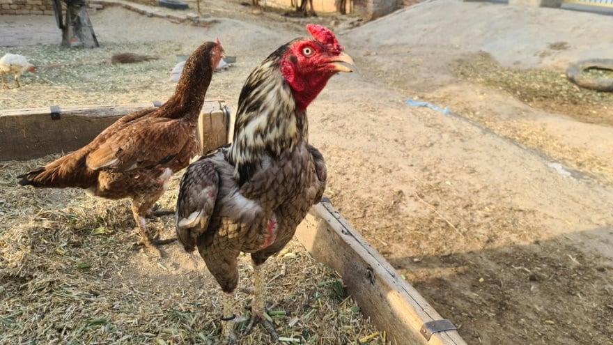 shamo chickens in the farm