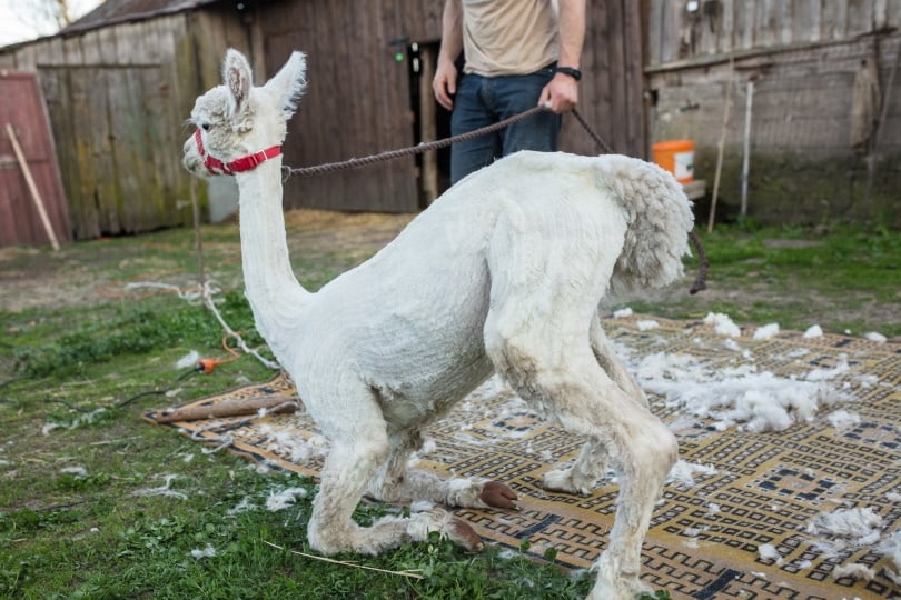 shearing Llama