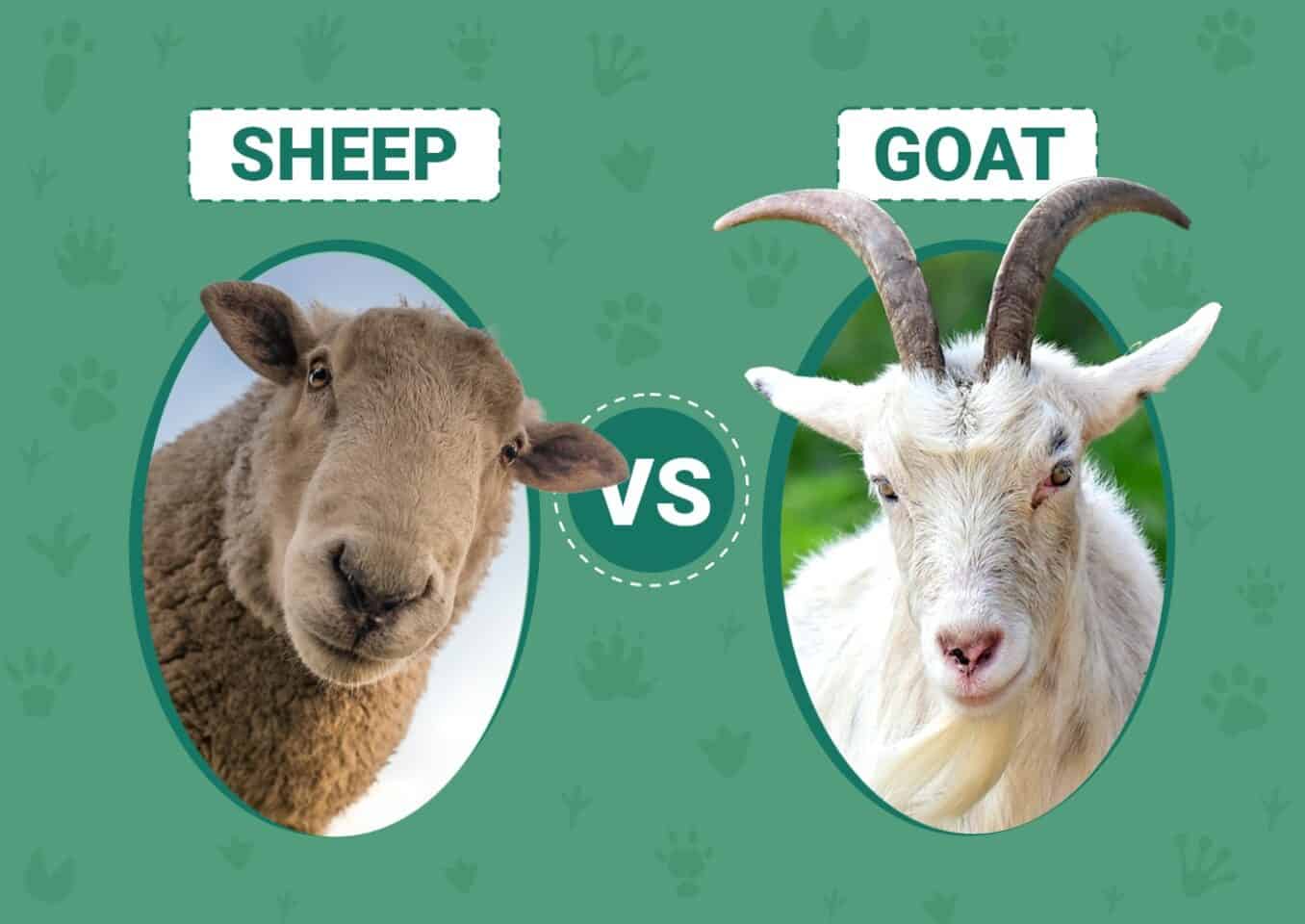 Sheep vs. Goat