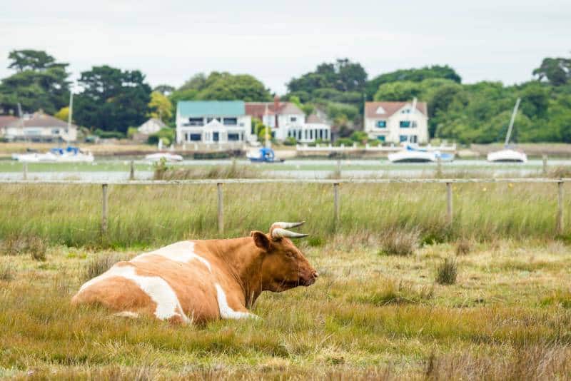 shetland cattle grazing