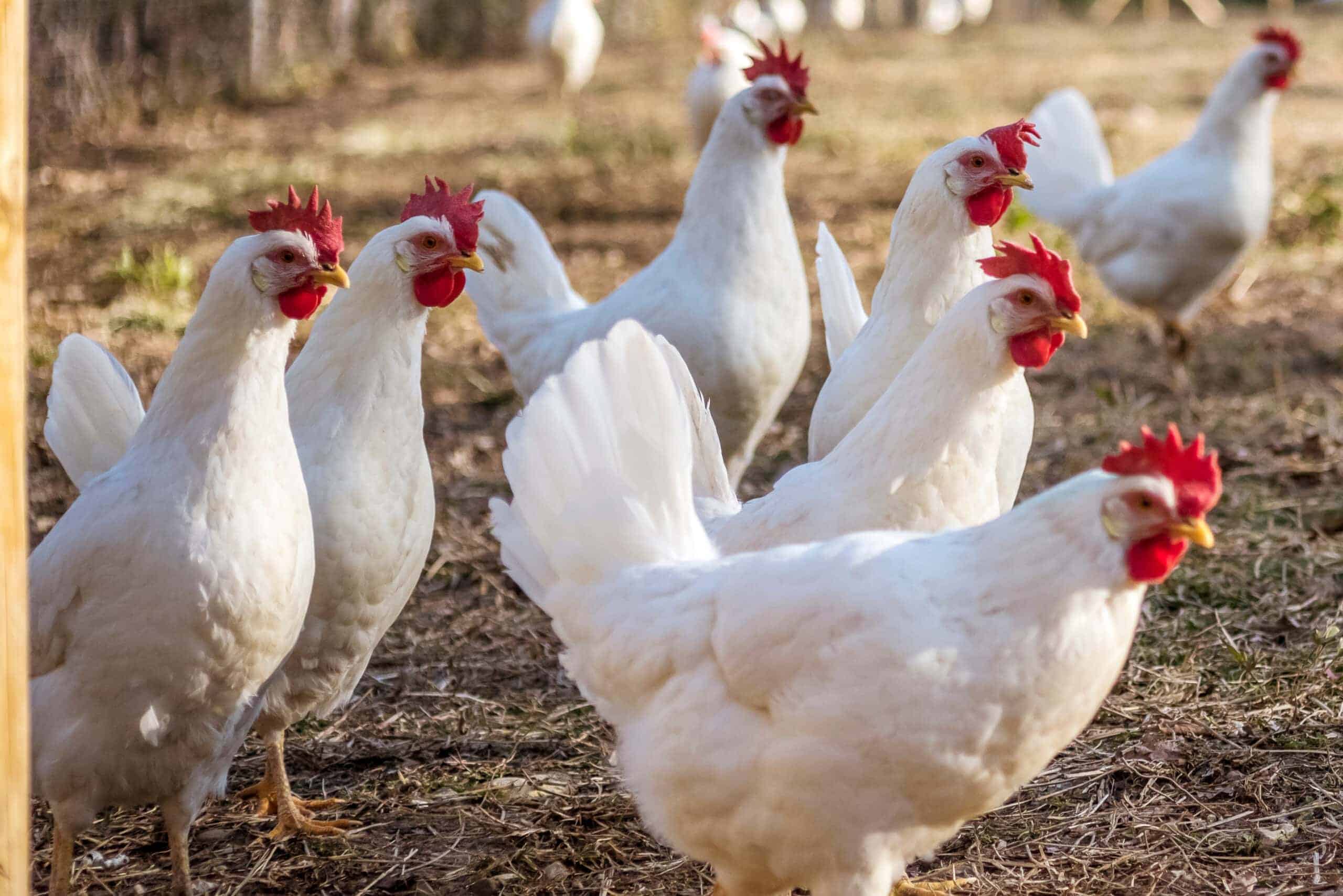 Many Leghorn chicken in a free range farming_Jay-Dee_Shutterstock